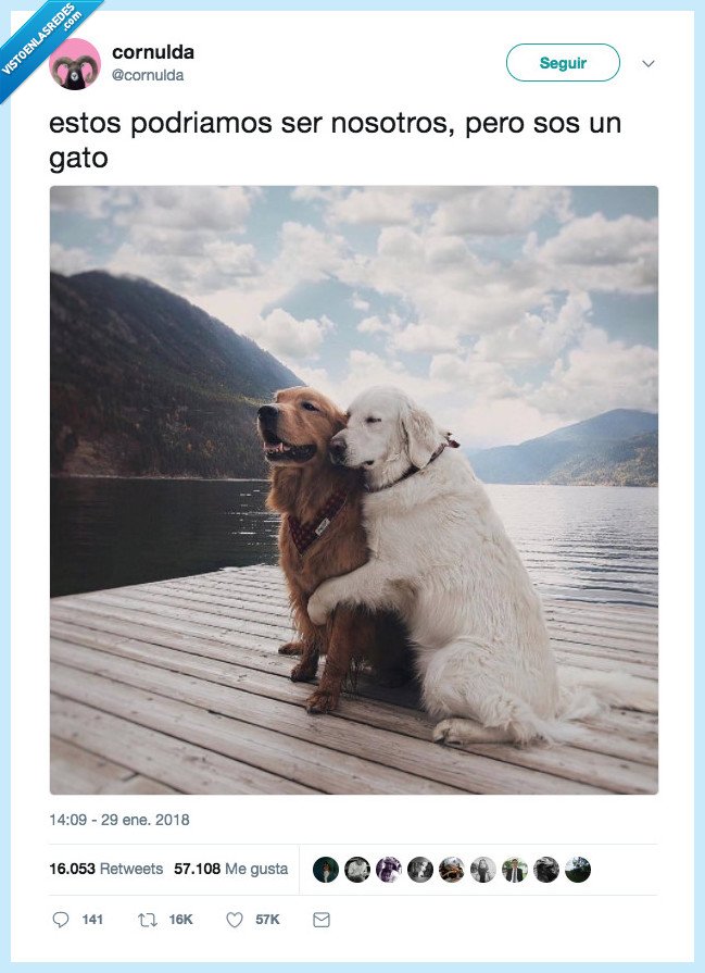 perro,gato