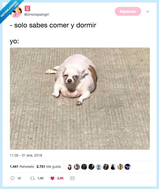 perro,arrastrar,comer