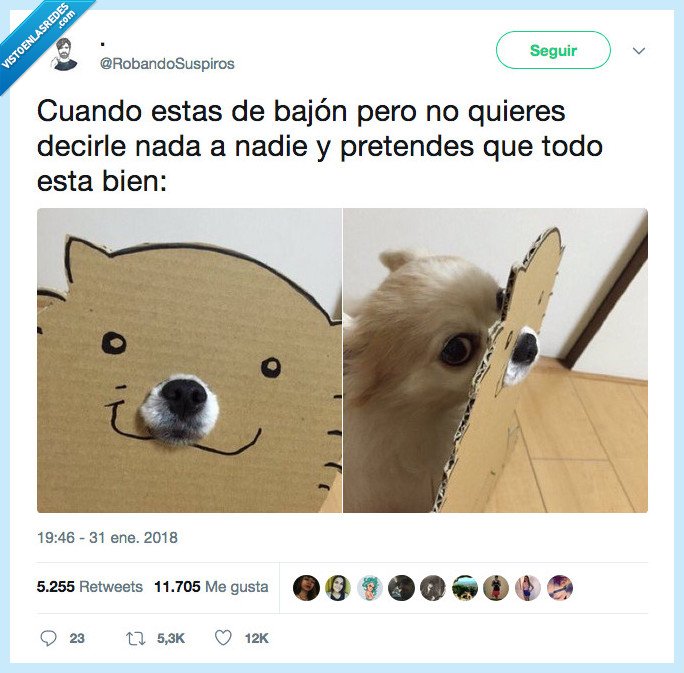 perro,bajón,decir,nada
