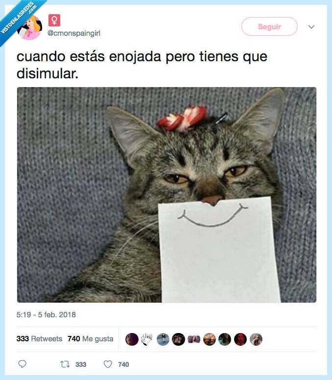 gato,feliz,no
