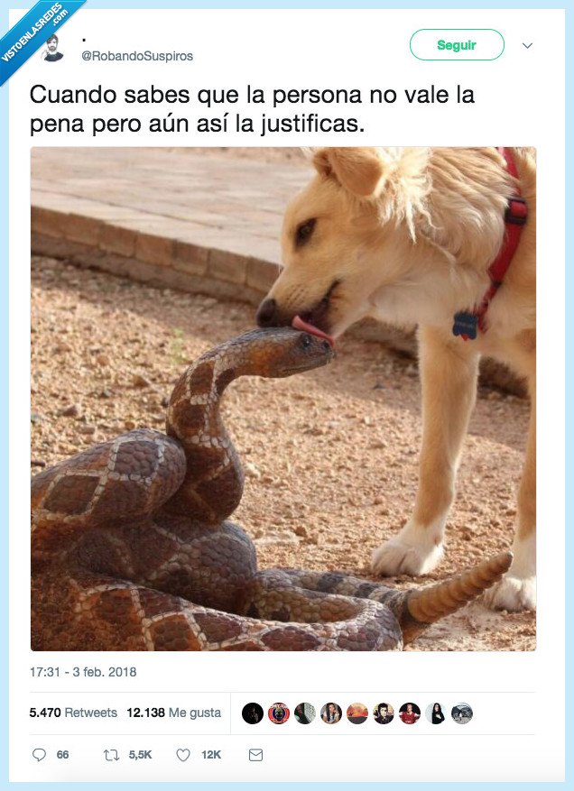 perro,serpiente,merecer la pena