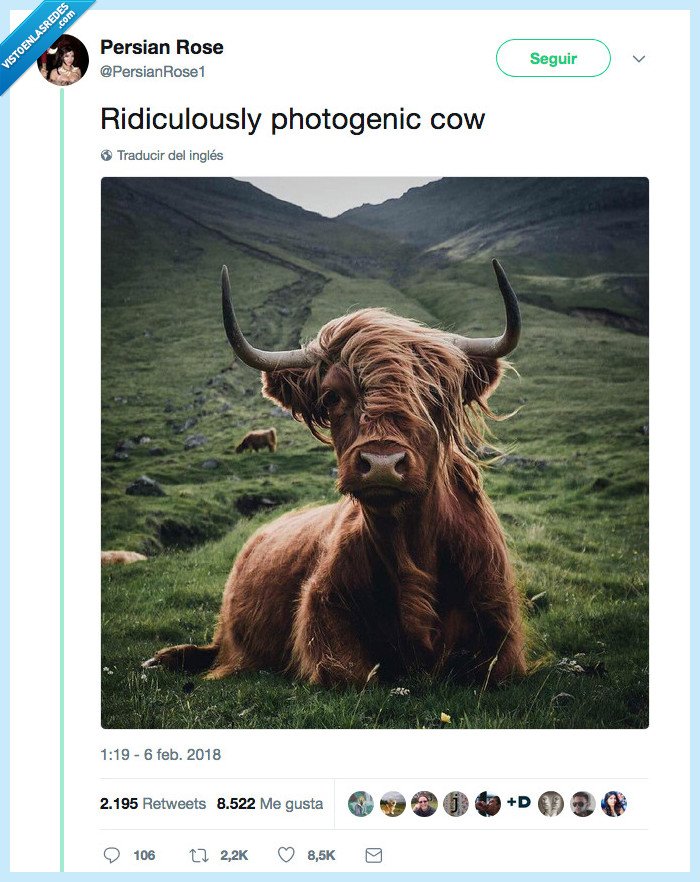 vaca,pelazo,fotogénico