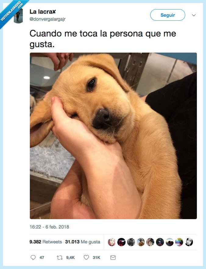 perro,tocar,persona,gustar