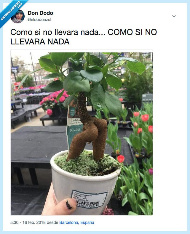 flanders,planta,como si no llevara nada