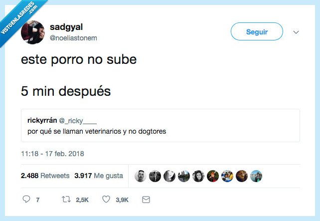 pensamiento,profundo,subir,dogtor,veterinario