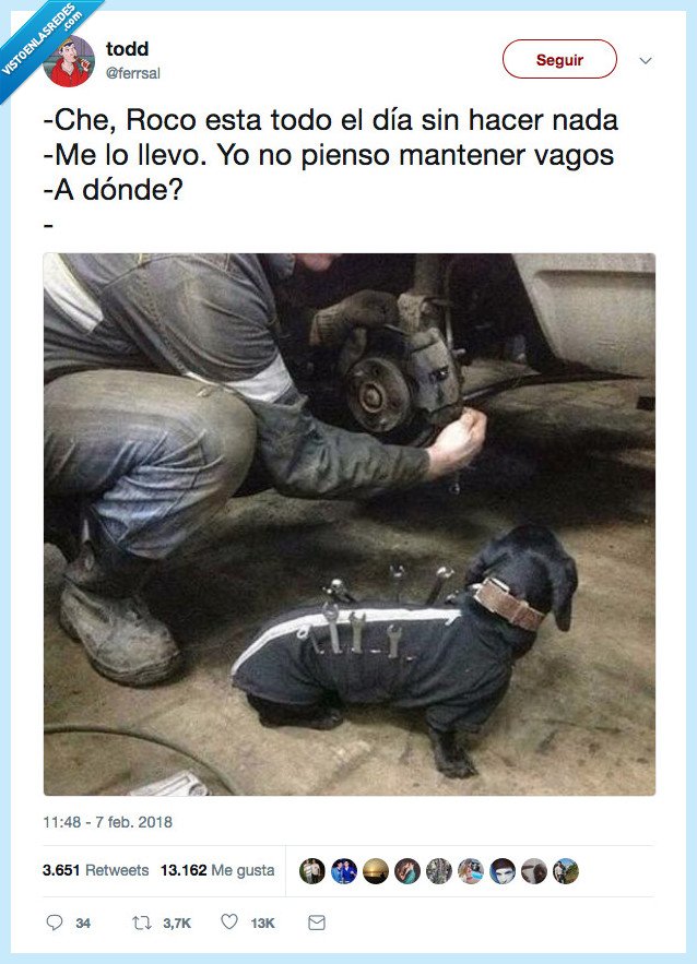 perro,salchicha,ganar,vida