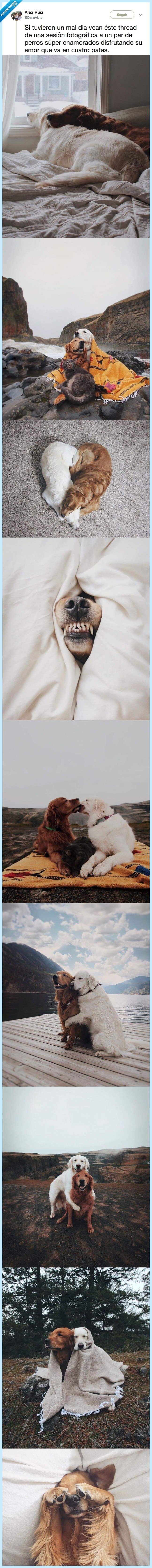 perro,día,fotografía,pareja