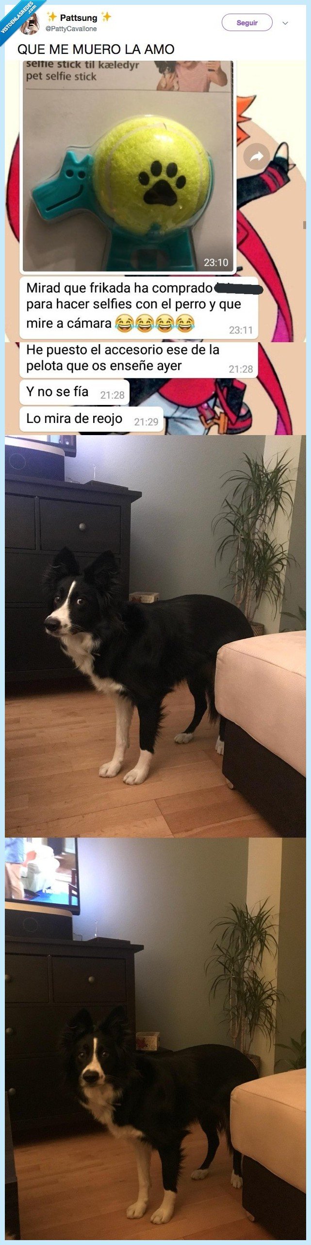 perro,sospecha juguete