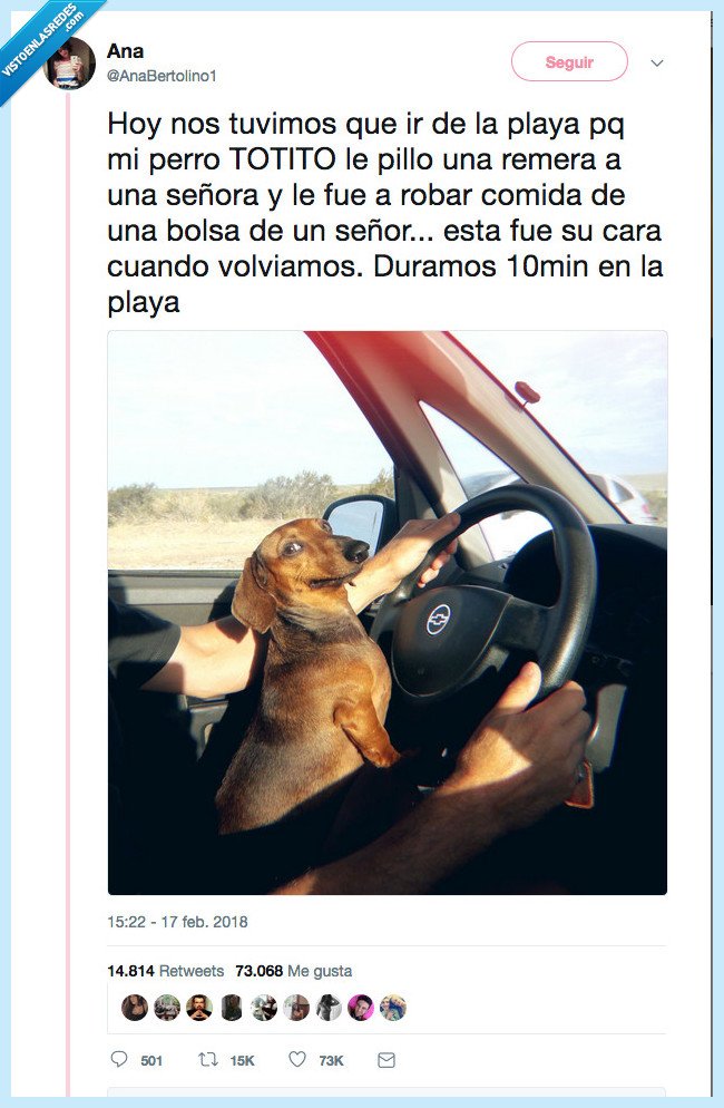 perro,totito,ladr&acute;n,meme