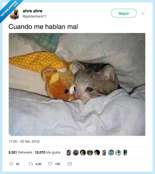gato,abrazar,daño,dolor