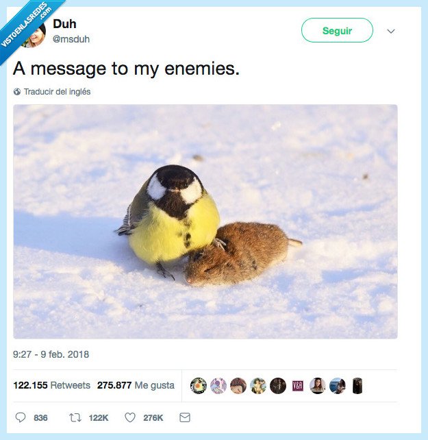 enemigos,pajaro,mala leche