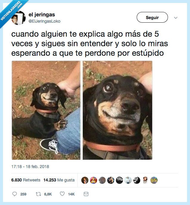 perro,cara,entender,no