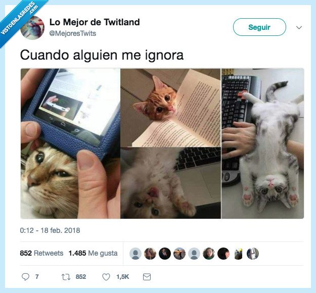gato,ignorar,estoy aqui