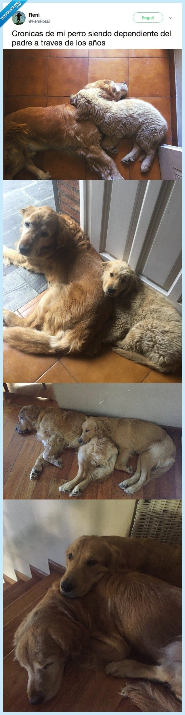 perro,abrazar,padre,necesitar