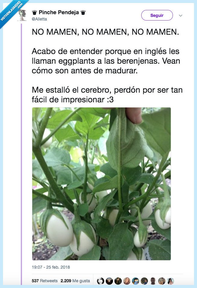 berenjena,inglés,eggplant
