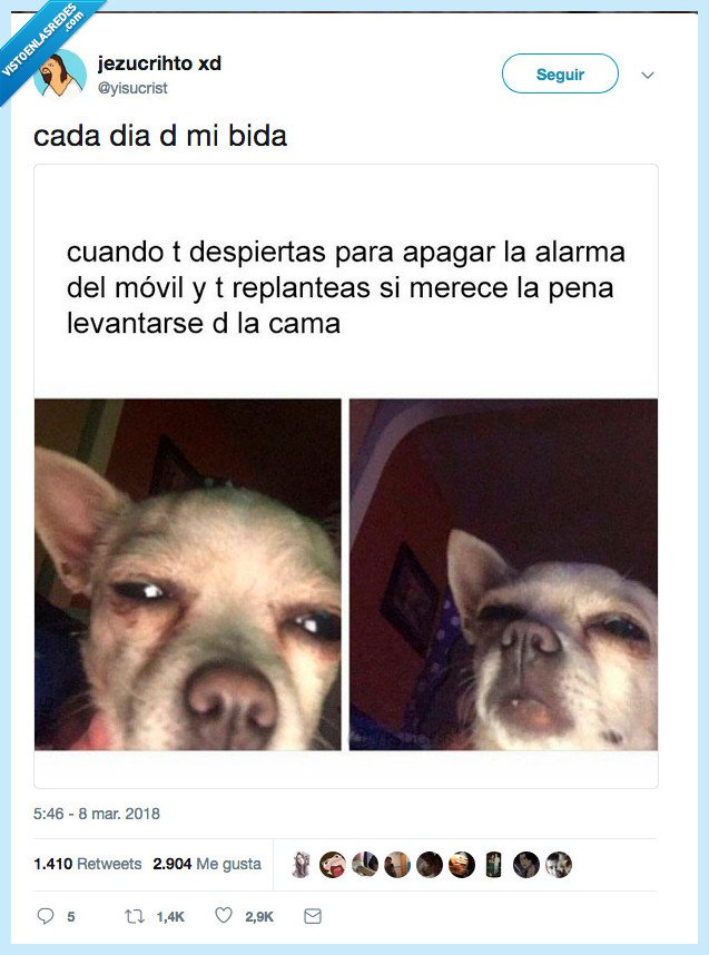 merecer pena,despertar,perro,alarma