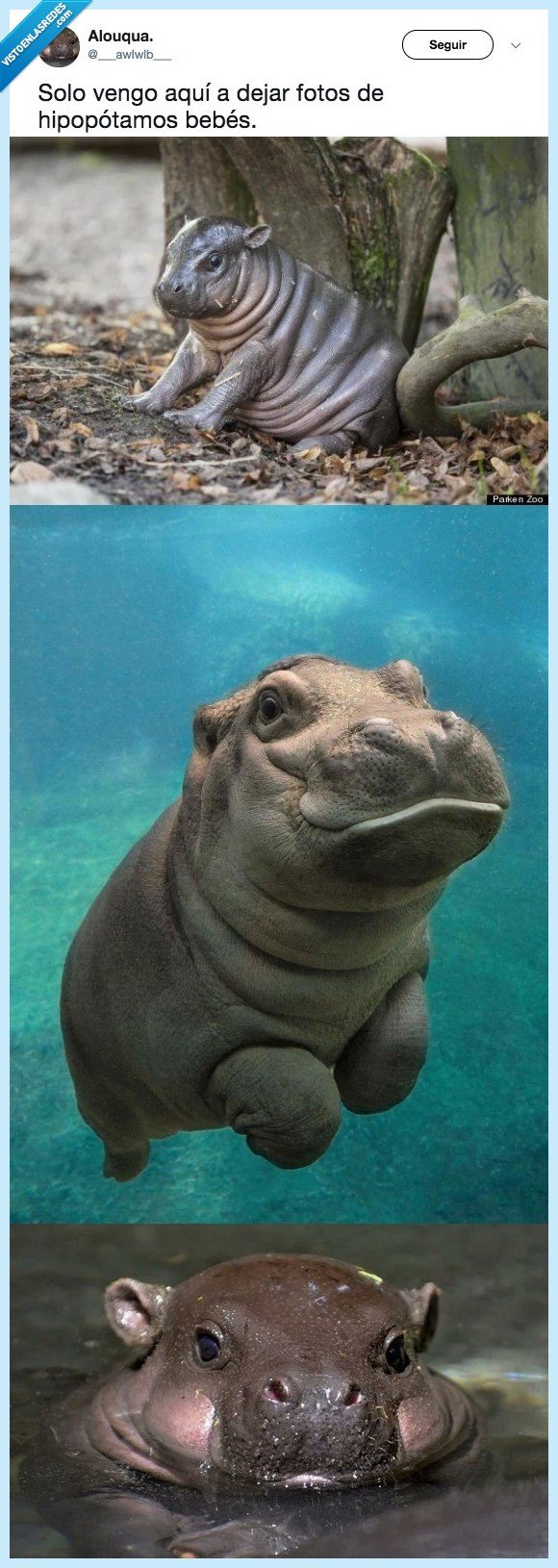 hipopótamo,bebé