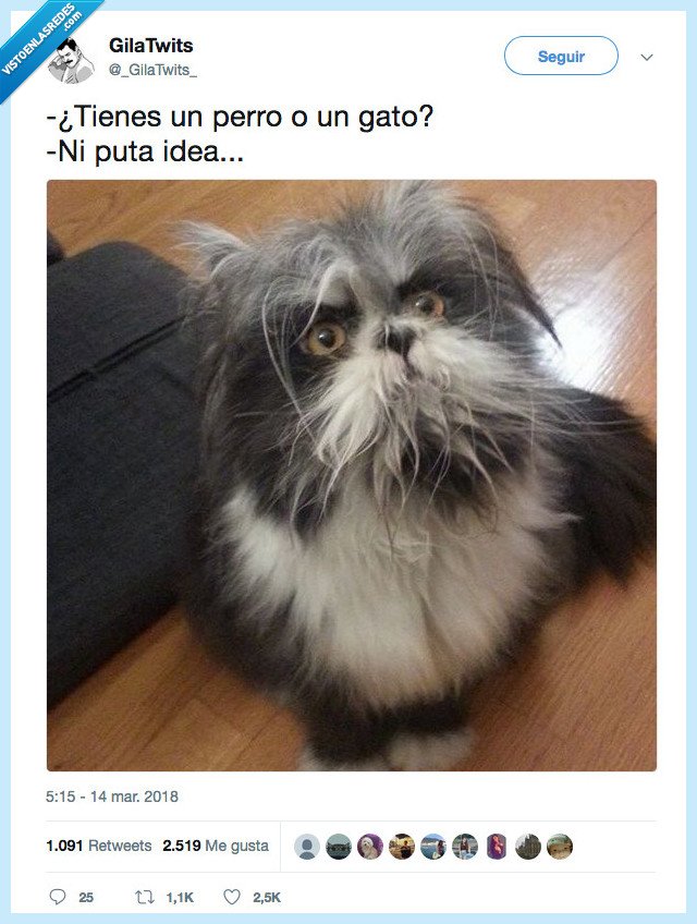 gato,perro,no sabemos que tenemos