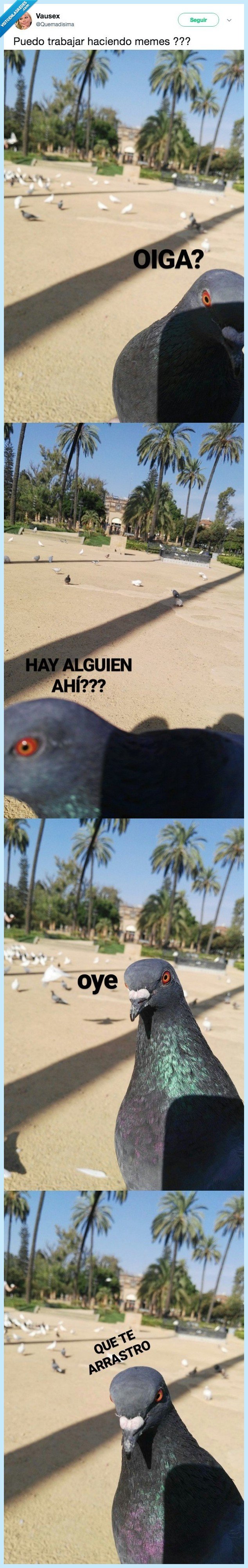 meme,paloma,queda,fetén