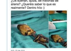 Enlace a La historia del Alien de Atacama que no te dejará indiferente, por @Mylestring