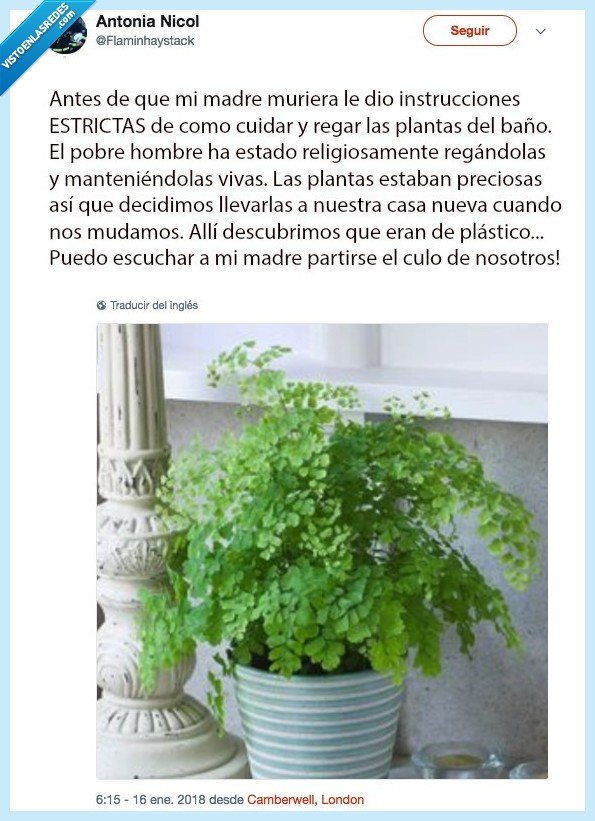 tarea,planta,plástico