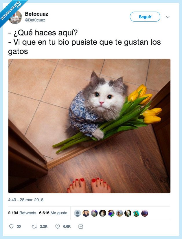 conquistar,coraz&oacute;n,gato