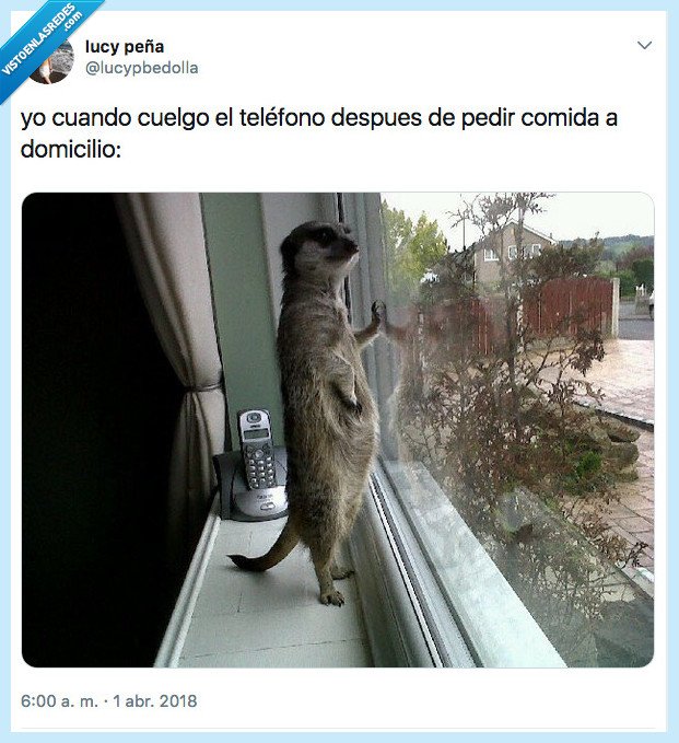 nutria,desesperado,ventana