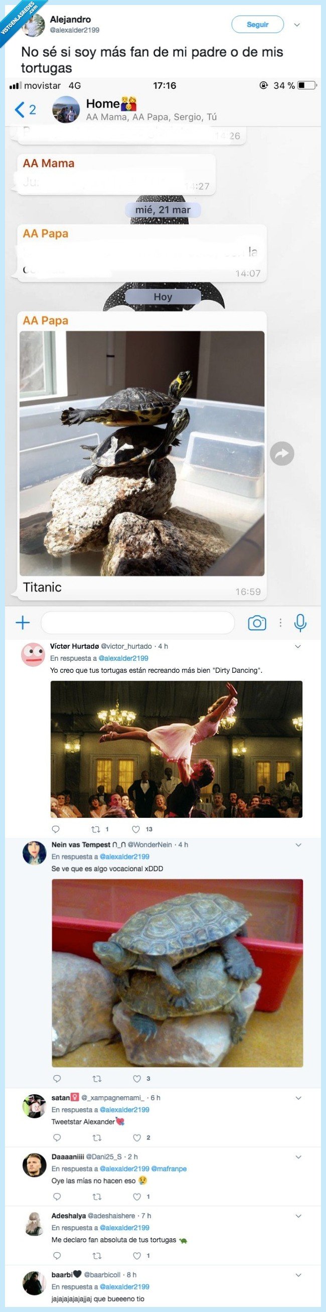 padre,chico,comparar,tortugas