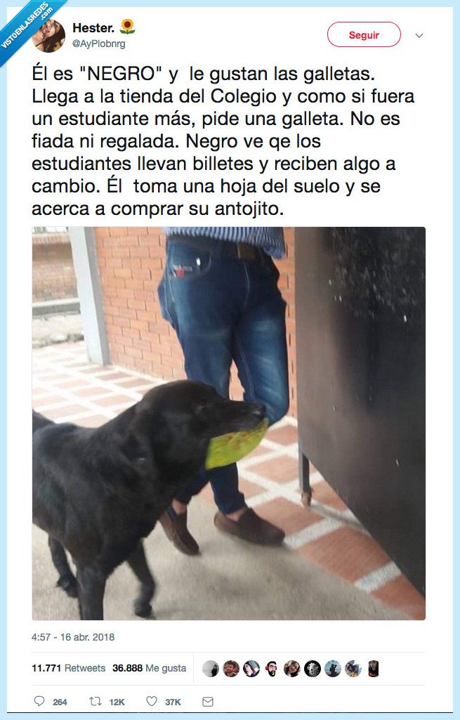 cosas,perro,más mundo