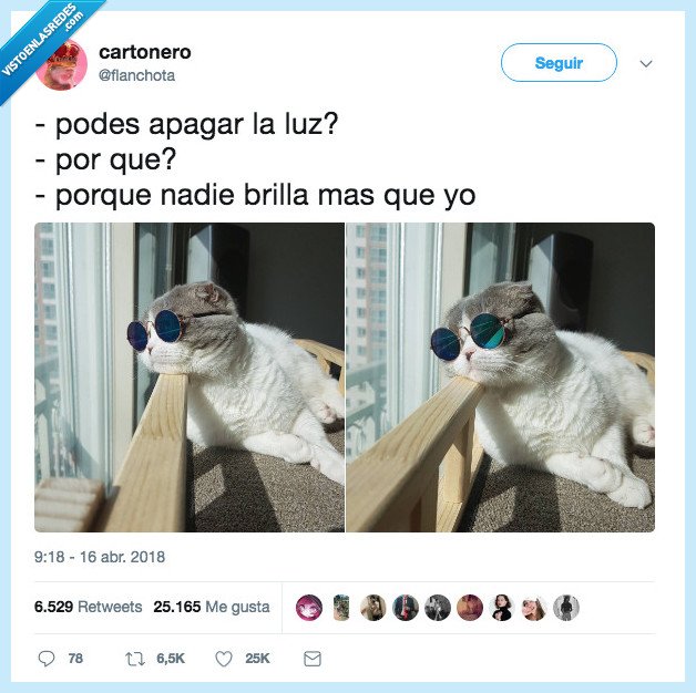 brillar,gato