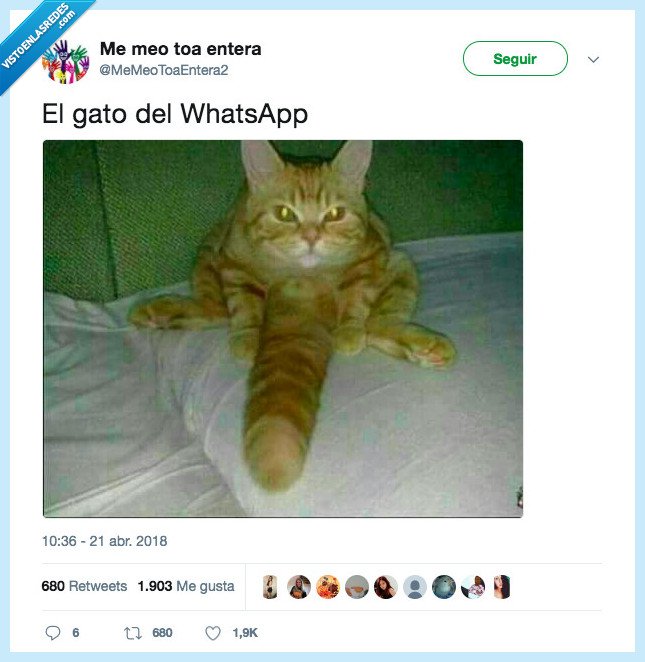 cola,gato,pedazo