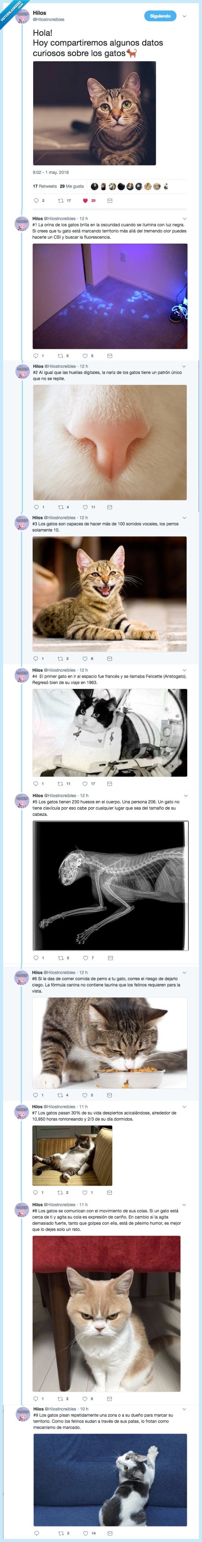 hilo,curiosidad,saciar,gato