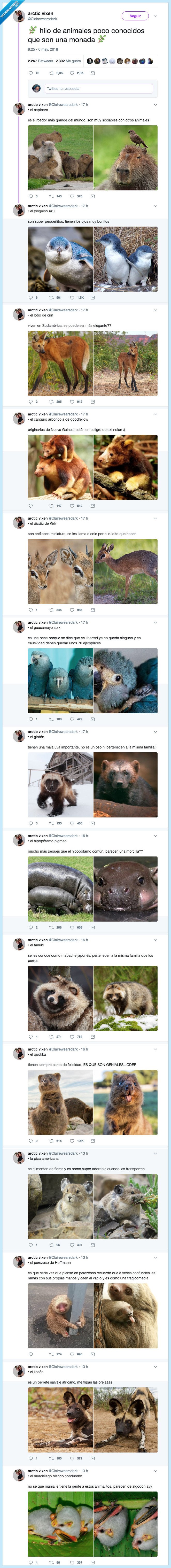 animales,alegrar,dia