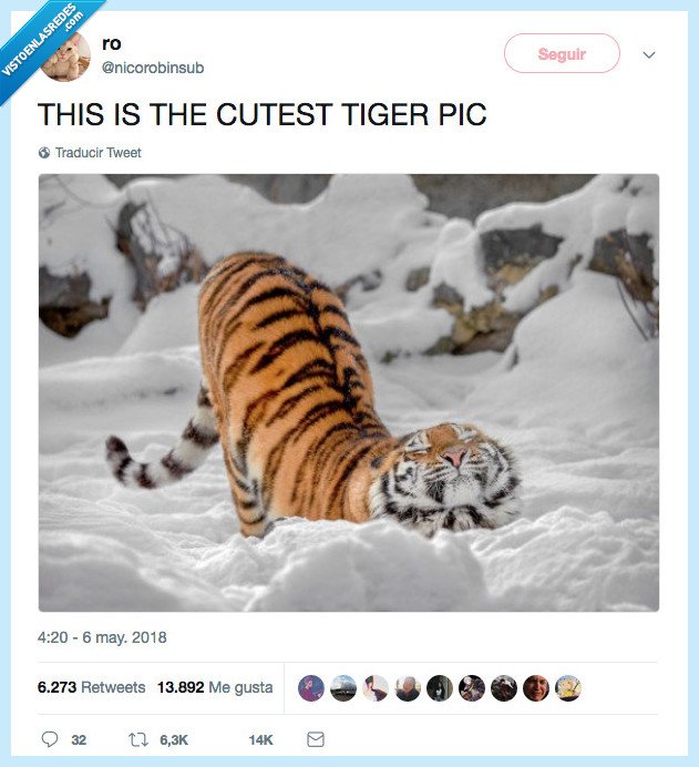 tigre,cuqui,ver,vida