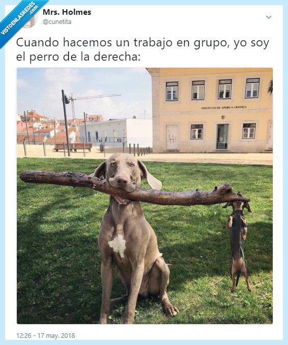 trabajos,estudiar,grupos,twitter,humor,perros,meme,participar