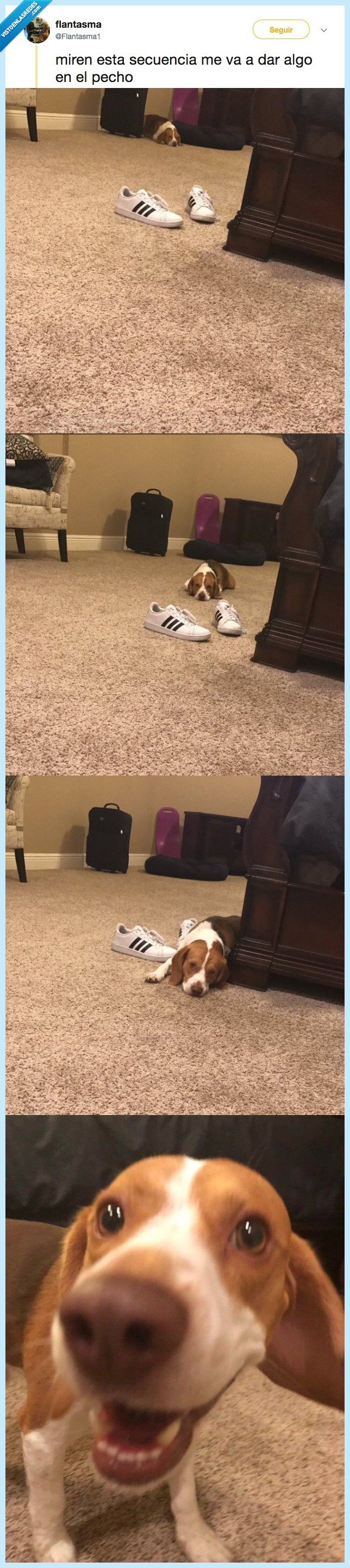 perro,secuencia,perrete