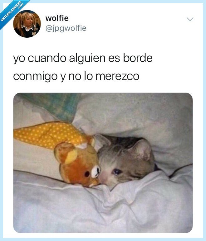 gatito,borde,twitter