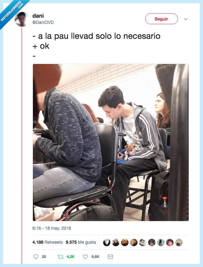 necesario,perrete,pau