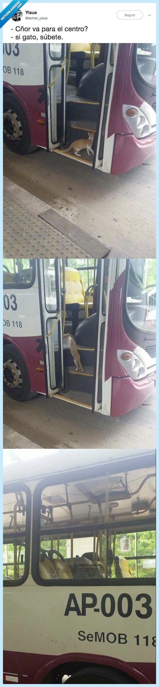 gatino,gato,persona,transporte