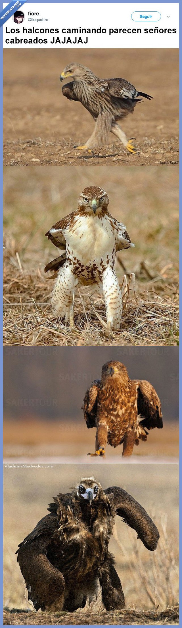 halcones,enfadados,pueden