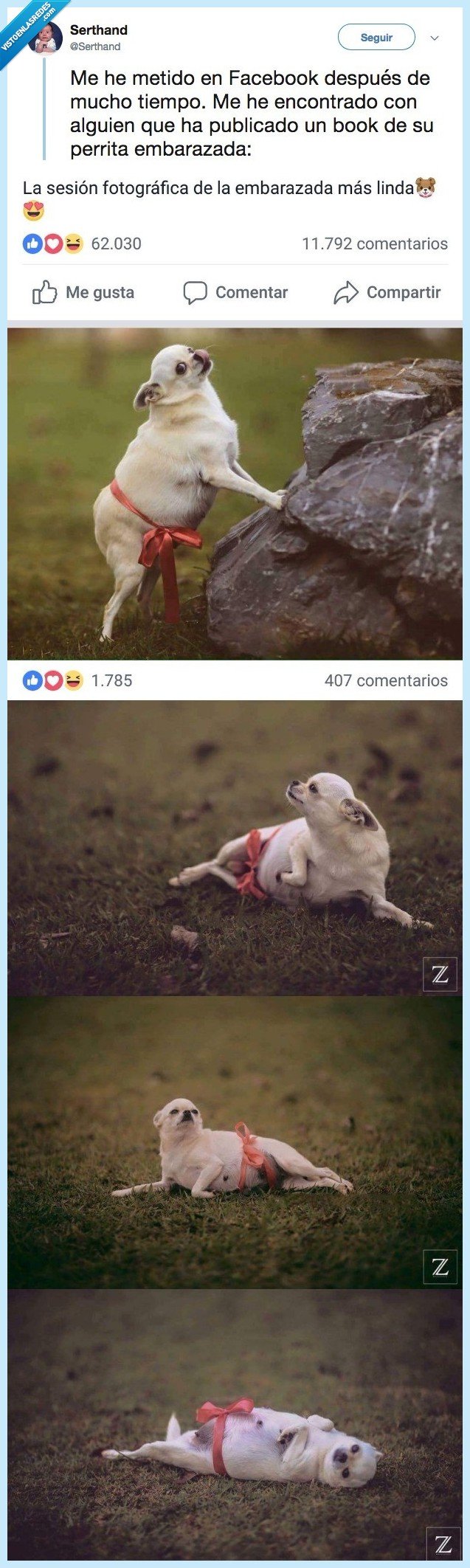 chihuahua,perro,embarazado