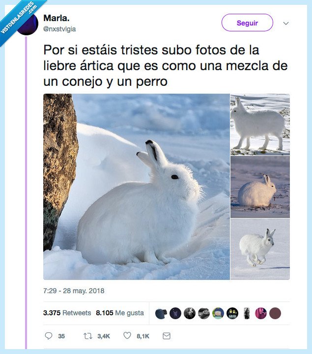 cosa,abrazable,mundo,conejo