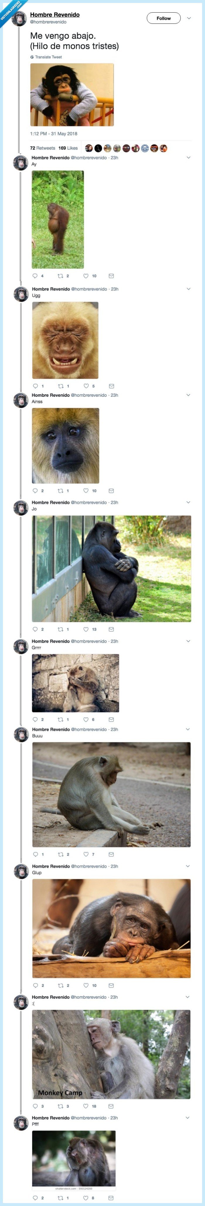 monos,monos tristes,monetes