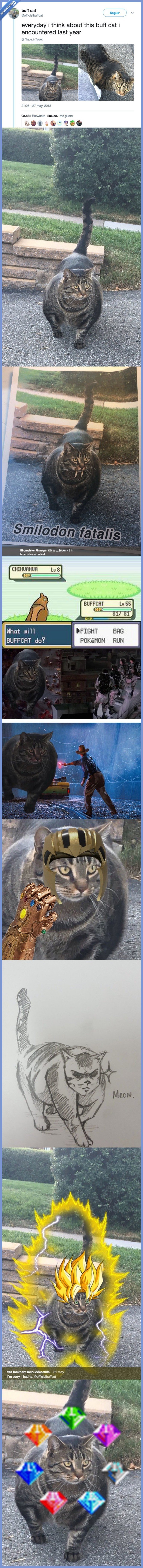 489171 - Conoce a Buff Cat, el gato musuculado que se ha convertido en la nueva sensación de internet y fuente de memes inagotables