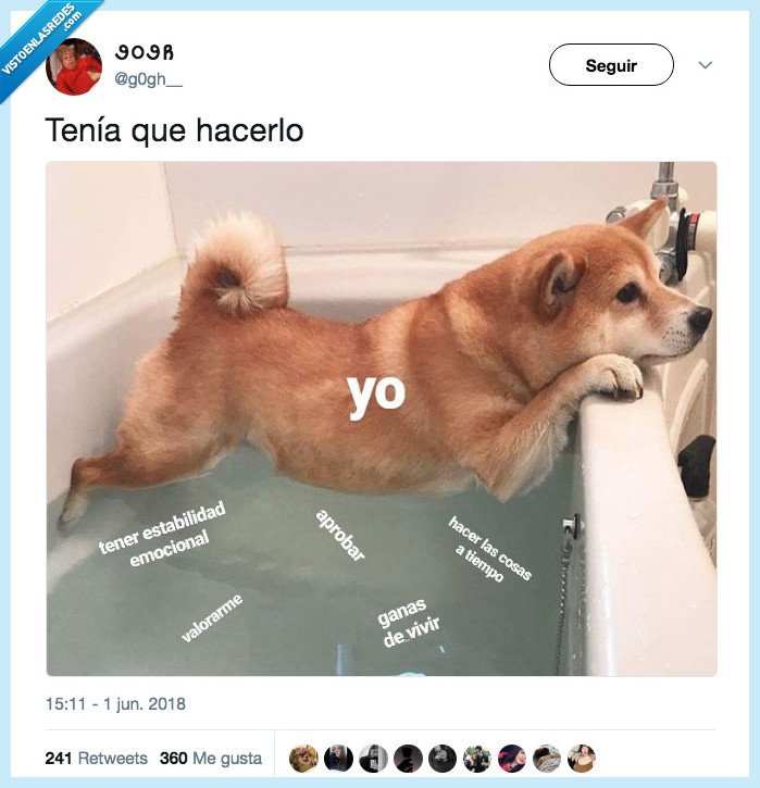 perro,bañera,vida,drama