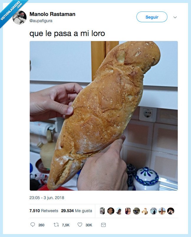 empanar,loro,pan,dios,lo siento