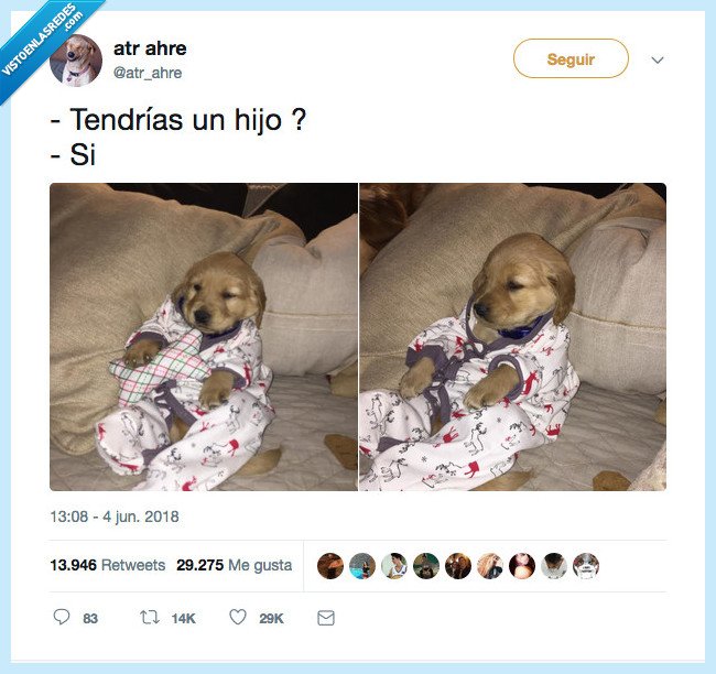 perro,hijo,tener