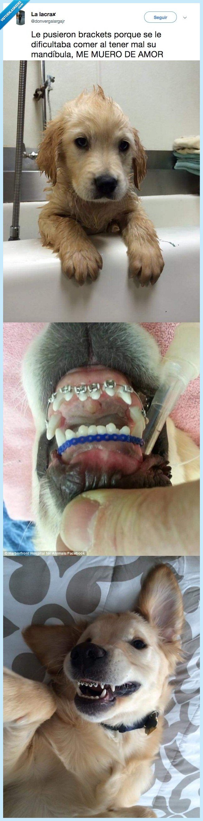 perro,brackets,cosa preciosa,me muero del amor,no puedo,quiero un perro