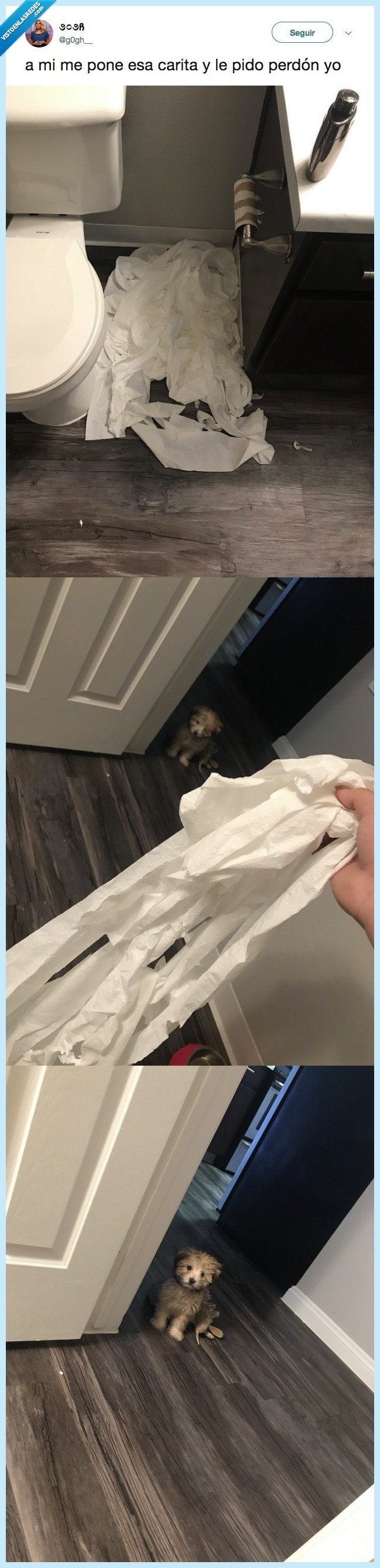 resistir,cara,perruna,perdón