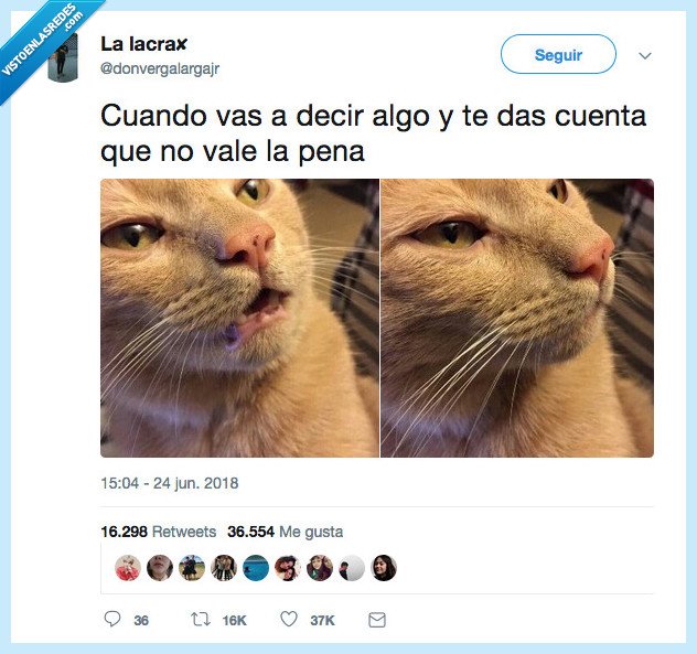 gato,callar,decir,vale la pena